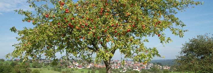 Ein einzelner Früchte tragender Apfelbaum auf einer Wiese.
